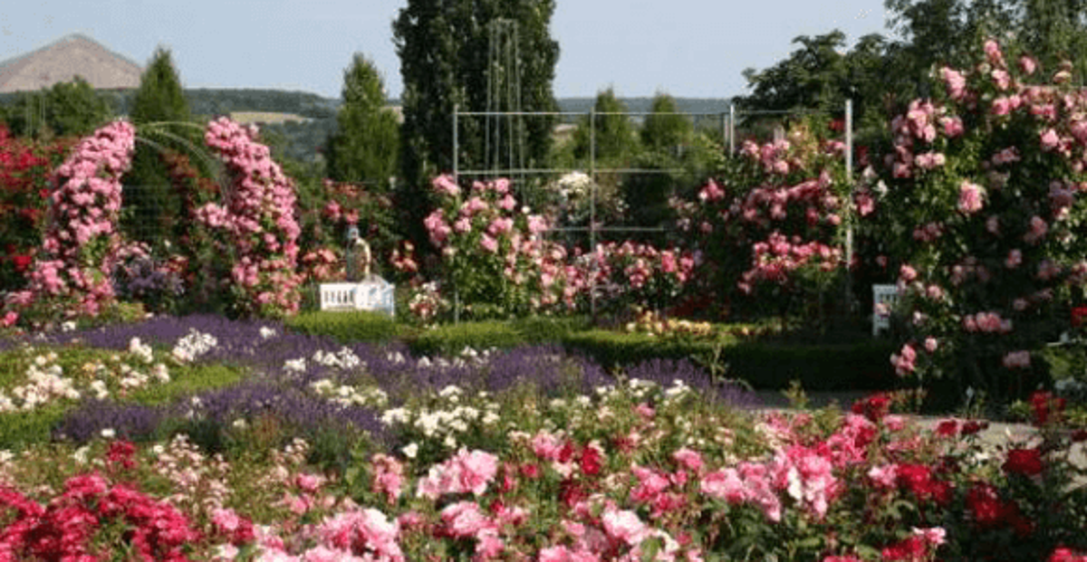 Sangerhausen Rosarium